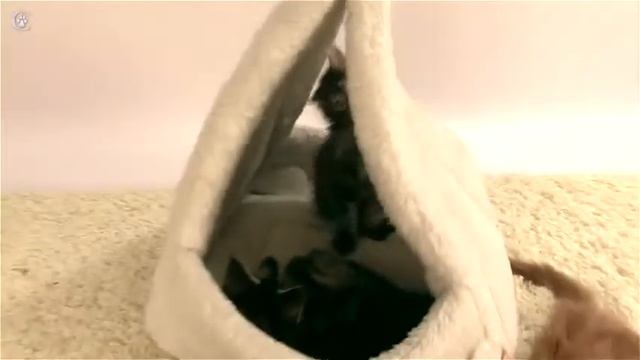Котята мейн кун в 2 месяца питомник Grey Claw`s www coonplanet ru