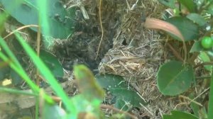 My Free Life Harvesting CUCUMBER, MUSHROOM goes Market Sell - Process of Growing BAMBOO Tube FLOWER