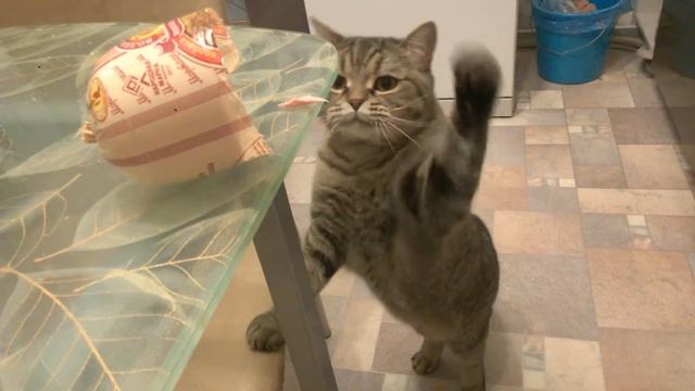 кот против колбасы смотреть онлайн