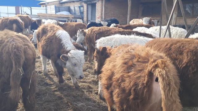 продажа бычков от 6 месяцев до 1 года мясного направления,,Ульяновск,,89021269981.вацап вайбер смотреть онлайн