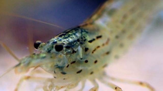 КРЕВЕТКА АМАНО. СОДЕРЖАНИЕ И РАЗВЕДЕНИЕ В АКВАРИУМЕ. смотреть онлайн