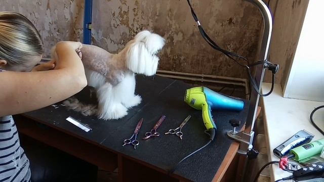 Марсель. Стрижка Мальтийской Болонки, Мальтезе. Груминг