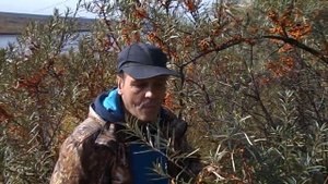 Как   собирать    облепиху