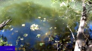 На что клюет голавль во второй половине лета и в начале осени. Рыбалка в проводку на кузнечика.