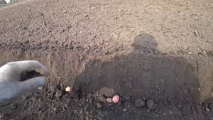 ПОСАДКА КАРТОФЕЛЯ МОТОБЛОКОМ.ВСЕ ПРОСТО И БЫСТРО.
