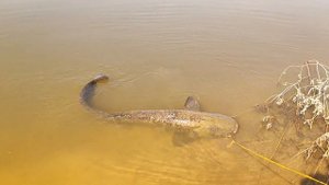 Поймал огромного сома монстра на реке Хопер, поклевка сома на живца рыбалка на сома в августе