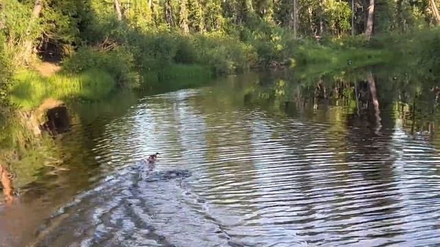 Рыбалка в сибирской тайге. Хариус. Порвали водомётную лодку! смотреть онлайн