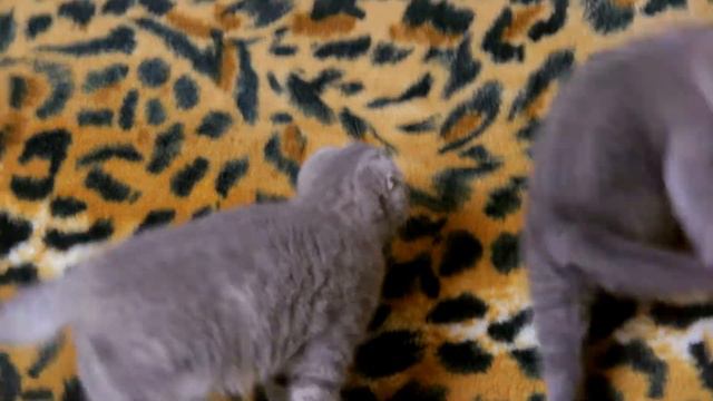 Шотландские котята(фолд)