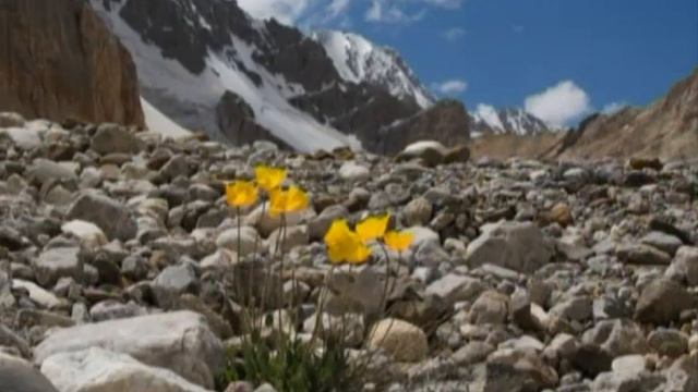 Школа Шишкиного Леса. Природоведение. Полярные растения смотреть онлайн