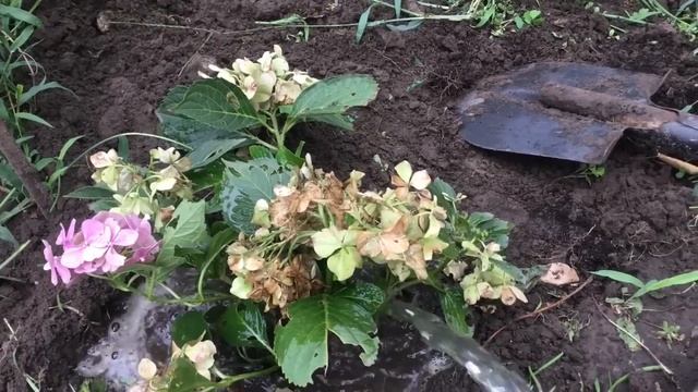 ГОРТЕНЗИЯ ОСЕННЯЯ ПОСАДКА- СЕКРЕТНЫЕ ДОБАВКИ ПОД РУКОЙ смотреть онлайн