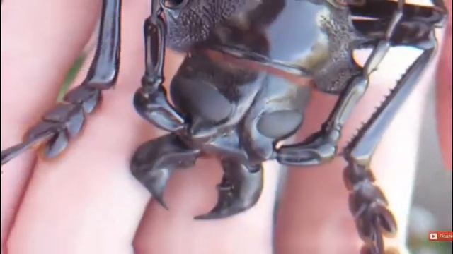 Топ пять самых больших насекомых