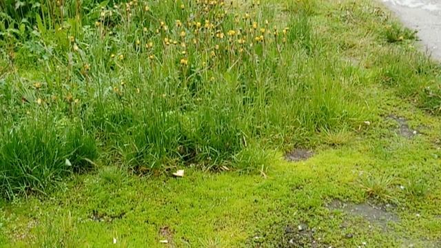 Как эффективно избавиться от мышей! Средство от мышей дома в квартире, на даче, в гараже! Клей Мыше смотреть онлайн