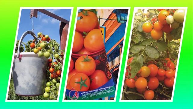 Томат София: обильный вкусный урожай при любых погодных условиях! смотреть онлайн