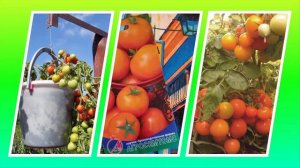 Томат София: обильный вкусный урожай при любых погодных условиях!