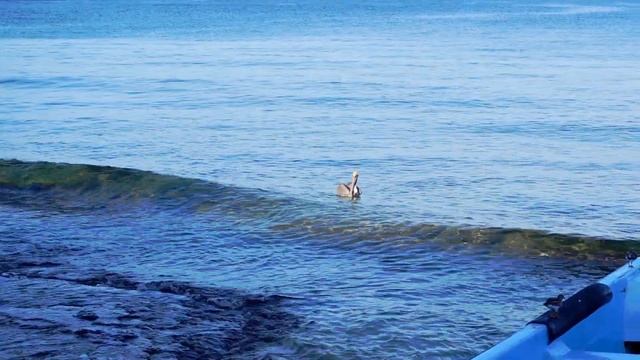 ZV 1 SONY | CINEMATIC VIDEO | TEST 1080 FULL HD | RIVIERA MAYA - COZUMEL PLAYA -CAMARA ZV-1 SONY ZV смотреть онлайн