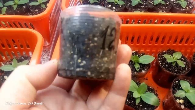 №6.Эустома из семян. Важная подкормка! Обзор рассады. смотреть онлайн