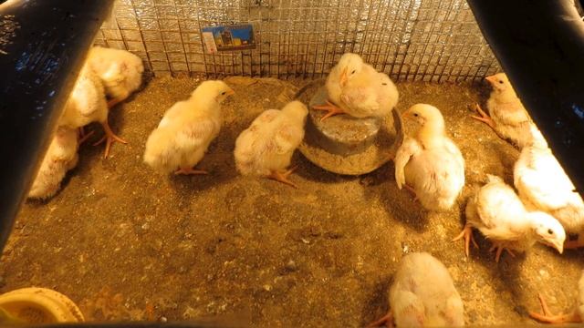 Чем кормить цыплят бройлеров в домашних условиях?
