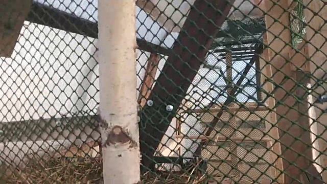 Курятник в теплице зимой 10ноября на улице -10градусов а в теплице....