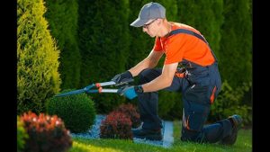 Роза Capability. Розы Остина. Что  в имени твоем?! Часть 57