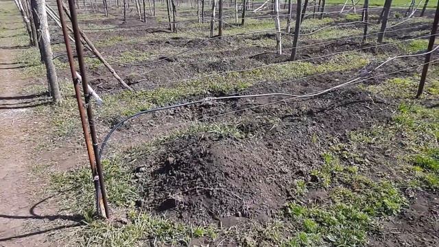#Раскрытие Виноградной лозы после зимнего укрытия землёй. смотреть онлайн
