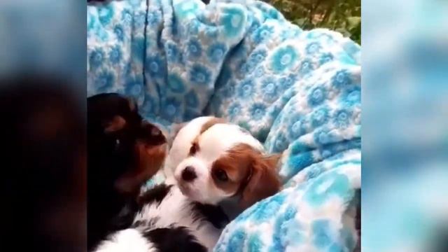 Продаются щенки Кавалер Кинг Чарльз спаниель В ЛЮБИМЦЫ СЕМЬИ ❤ НЕ ДЛЯ ВЫСТАВОК  +7 (996) 771-05-54