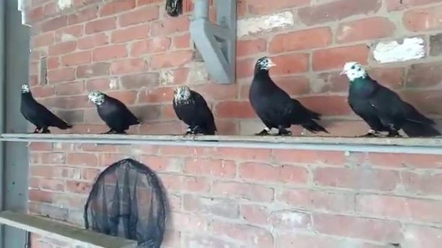 Обзор голубей № 4 [ т - 8 918 949 45 75] смотреть онлайн