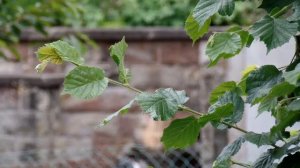 Ohne Garten geht garnix