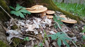 Влог, Железноводск информация о Железноводске город мечты город солнца_1080p.mp4