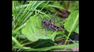 Песня в траве сидел кузнечик