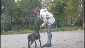Дрессировка щенка курцхаара