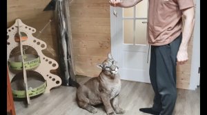 Кошки-мышки. Пума Месси и игрушки сестры