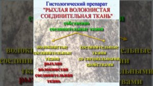 Рыхлая соединительная волокнистая ткань. Больше видео смотри в канале
