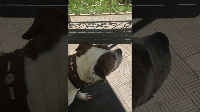 Моя Ника Американский Бульдог смотреть онлайн