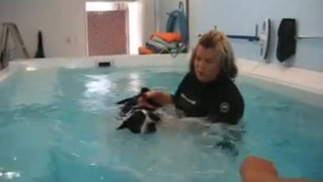 Petunia in the Therapy Pool (2) смотреть онлайн