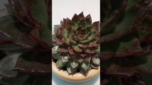 Echeveria Blood Maria Succulent