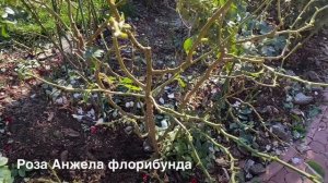 ОБРЕЗКА РОЗ ФЛОРИБУНДА. КАК ОБРЕЗАТЬ РОЗУ  ФЛОРИБУНДУ?