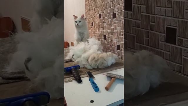 Экспресс-линька котика. Полное вычёсывание подшерстка. /стрижка кошек.