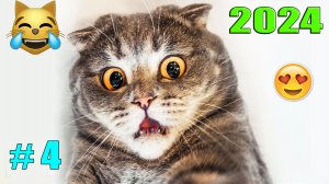 ПРИКОЛЫ С ЖИВОТНЫМИ 2024😻 СМЕШНО ДО СЛЕЗ #4😂