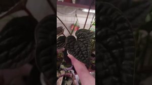 Антуриум Люксурианс