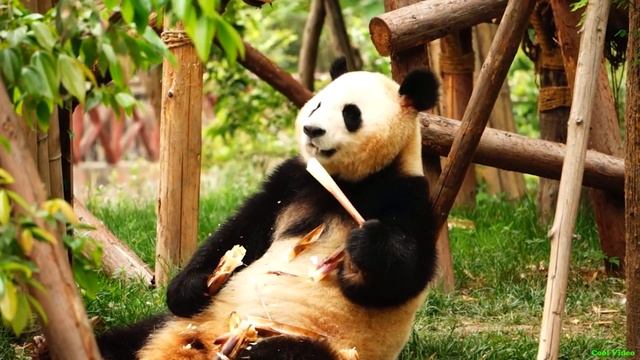 Панды едят и развлекаются как в Кунг-фу Панда смотреть онлайн