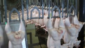 Птицефабрика Зеленецкая