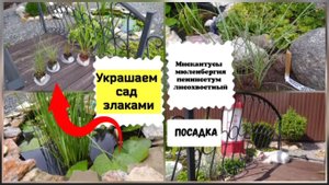 Украшаем сад злаками. Мискантусы, мюленбергия, пеннисетум лисохвостный.
