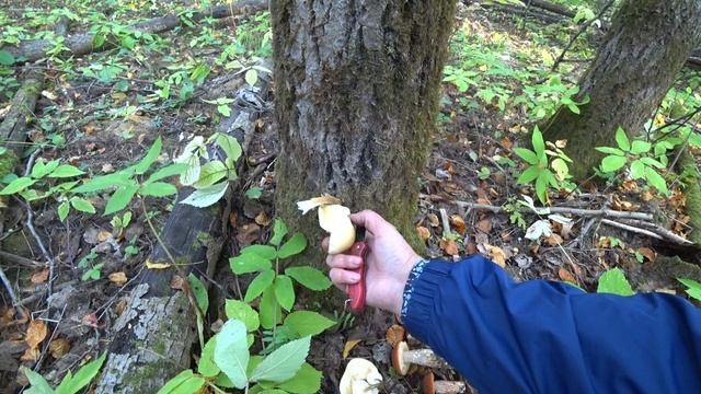 Обалдеть сколько грибов! в лес 21 сент 2023 2ч смотреть онлайн