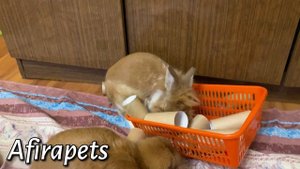 ИГРУШКИ ДЛЯ КРОЛИКОВ СВОИМИ РУКАМИ