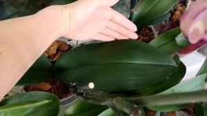 Орхидея Phalaenopsis Picasso (Пикассо) и орхидея вишневая безымяшка?