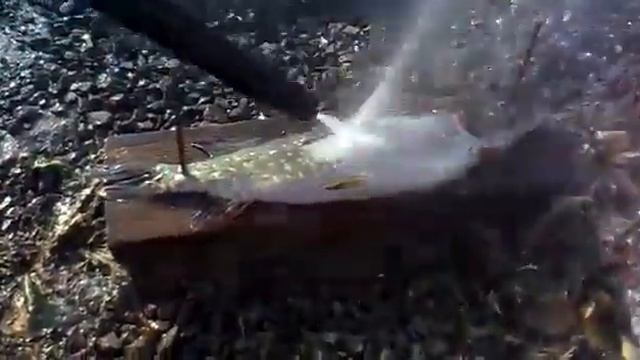 Как быстро очистить рыбу от чешуи смотреть онлайн