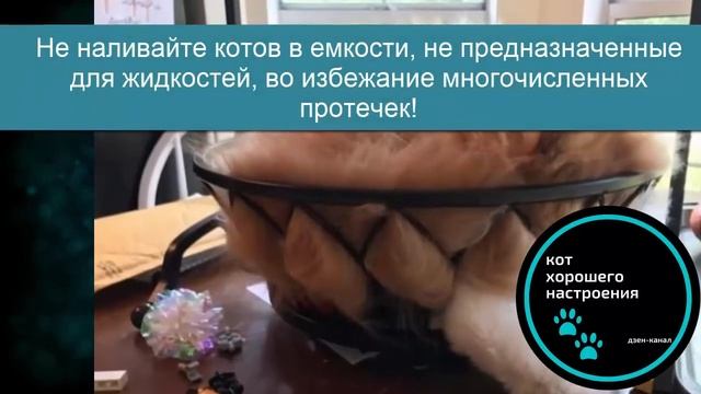 Доказательства того, что кот - это жидкость смотреть онлайн