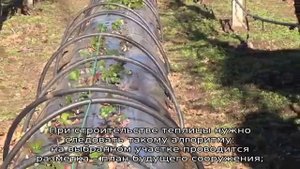 Выращивание клубники в теплице