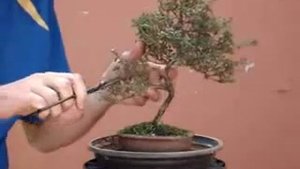 Бонсай серисса японская