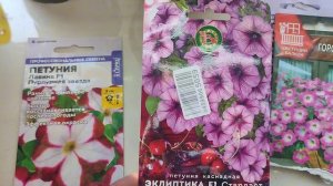 Петуния от семена партнёр и не только,отзыв...